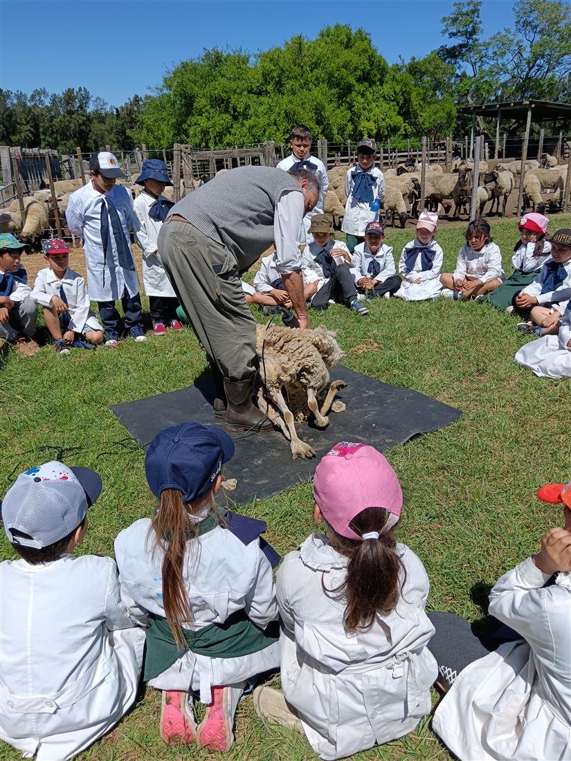 Demostración de esquila con alumnos sentados en el pasto