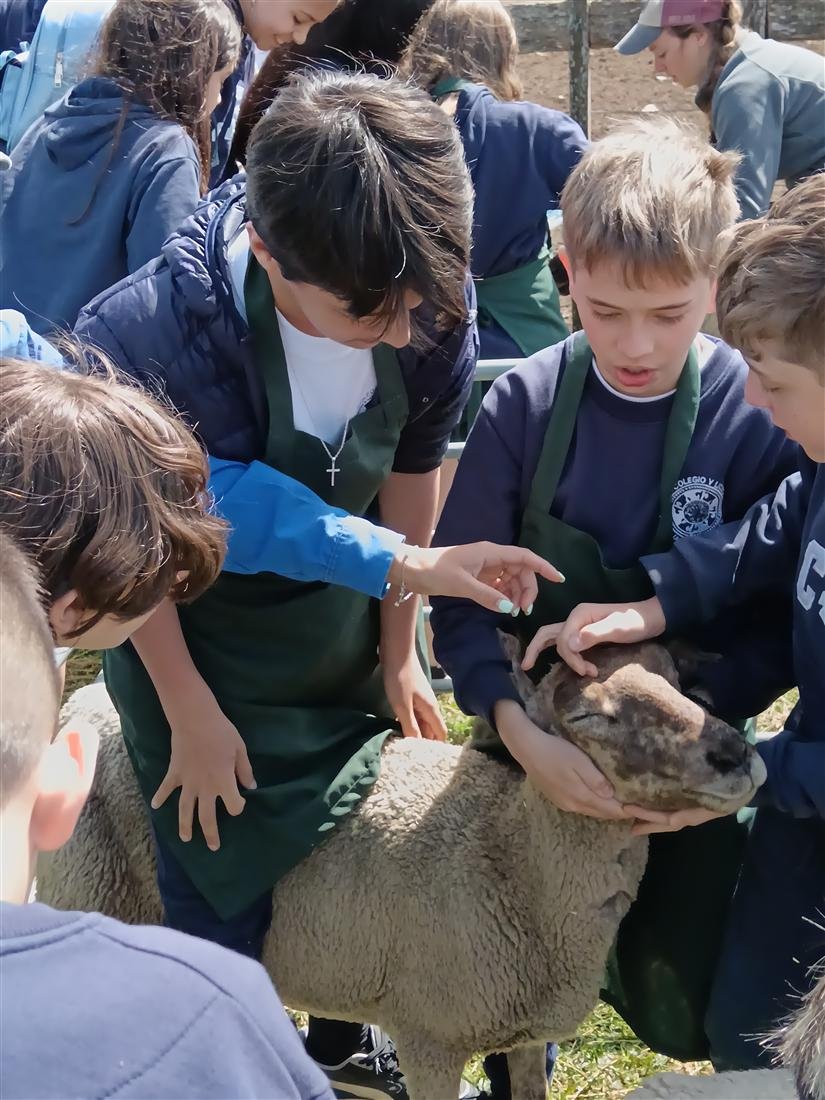 Alumnos conociendo de cerca a un ovino